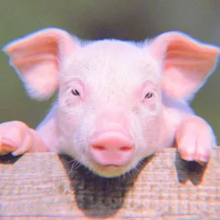 🐽 pig, animal, farm, pink, cute, mammal telegram sticker