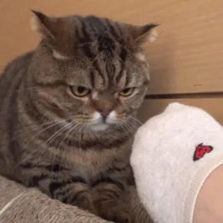 😾 猫, 飼い猫, 動物, 哺乳類, ペット, ネコ科, 靴下 telegram sticker
