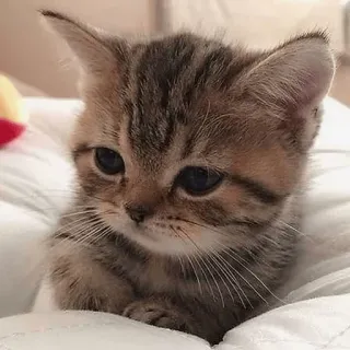 🥺 kitten, cat, animal, cute, pet, domestic cat, feline telegram sticker