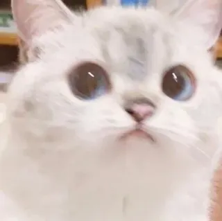 🥪 kucing, imut, hewan peliharaan, anak kucing, binatang, menggemaskan, kucing putih, mata biru whatsapp sticker
