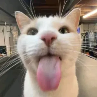😝 telegram sticker