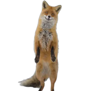 💃 fox, animal, wildlife, cute, standing, mammal telegram sticker