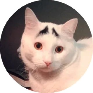 😃 chat, chat blanc, drôle, sourcils, animal de compagnie telegram sticker
