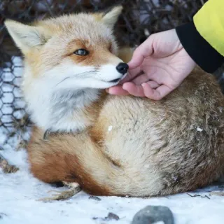 🦊 whatsapp sticker