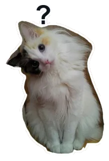 🤔 ? แมว, คำถาม, สัตว์เลี้ยง, สัตว์, สติกเกอร์, น่ารัก telegram sticker
