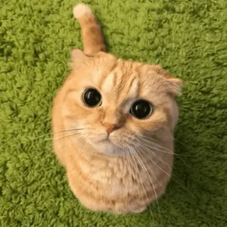 ⚡️ cat, kitten, pet, animal, cute, ginger cat, scottish fold telegram sticker