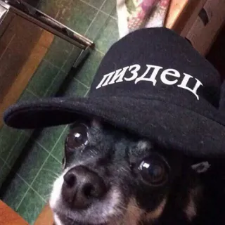 😐 пиздец hond, hoed, russisch, aanstootgevend, scheldwoorden telegram sticker