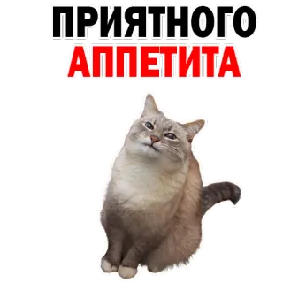 👌 ПРИЯТНОГО АППЕТИТА gato, bom apetite, comida, russo, meme whatsapp sticker