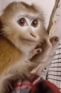 🌟 macaco, animal, primata, mamífero, vida selvagem telegram sticker