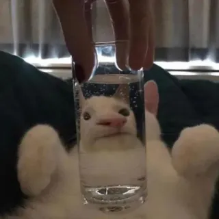 🗿 cat, glass, water, funny, animal, pet, meme telegram sticker