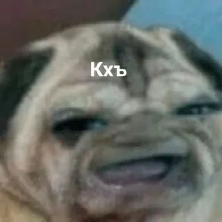 😆 Кхъ ปั๊ก, หมา, สัตว์, ตลก, มีม telegram sticker