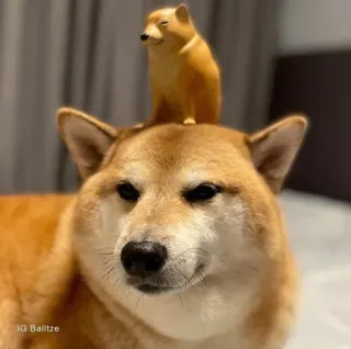 ❤️ IG Ballitze dog, shiba inu, animal, cute telegram sticker