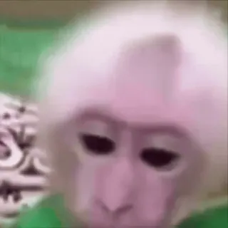 ⚠️ monkey, animal, primate, albino, cute, funny whatsapp sticker