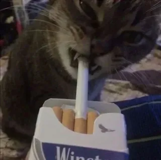 🚬 Winston telegram sticker