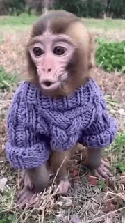 ๐ monkey, baby, sweater, animal, cute, primate telegram sticker
