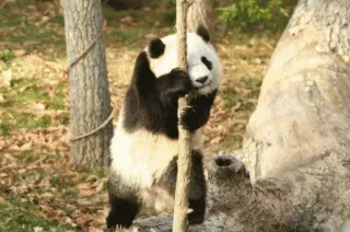 😑 Panda, Animal, Natureza, Árvore, Vida selvagem telegram sticker