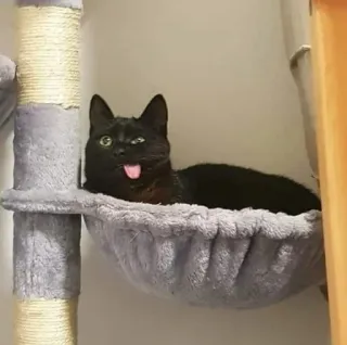 🥴 cat, pet, animal, black cat, tongue, cat tree telegram sticker