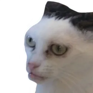 😟 kucing, hewan, peliharaan, kucing domestik, meme, stiker telegram sticker