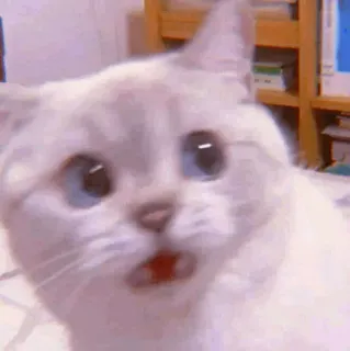 🧁 kot, kociak, słodki, zwierzę, zwierzak, niebieskie oczy, biały kot telegram sticker