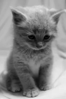 😔 chaton, chat, animal de compagnie, animal, mignon, domestique, félin whatsapp sticker