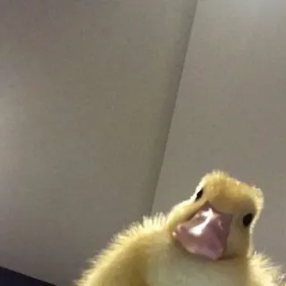 😐 duck, animal, bird, cute whatsapp sticker