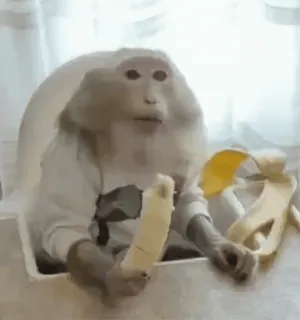🍌 Affe, Banane, Tier, süß, lustig whatsapp sticker