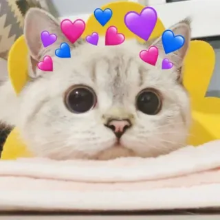 🐈 猫, ハート, かわいい, 動物, ペット, 愛 whatsapp sticker