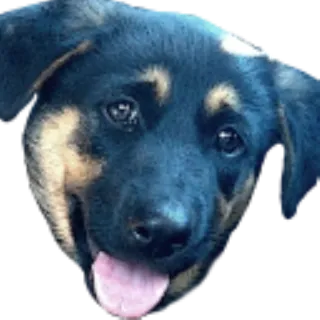 😃 dog, puppy, cute, animal, pet telegram sticker