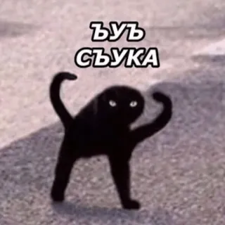 😤 ъуъ съука kat, meme, grappig, Russisch telegram sticker