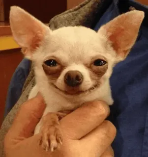 🐶 Hund, Chihuahua, Haustier, Tier, kleiner Hund, süß, Säugetier telegram sticker
