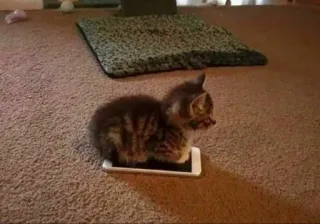 🐱 kitten, cat, phone, mobile, animal, pet telegram sticker