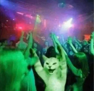 🎃 gato, dança, festa, discoteca, celebração, animal, clube whatsapp sticker