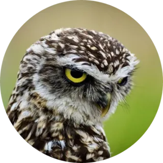 🦉 coruja, pássaro, animal, vida selvagem, natureza, aviário, retrato telegram sticker