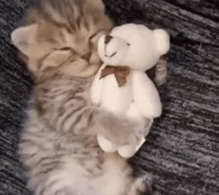 😘 котёнок, кот, плюшевый мишка, милый, животное, игрушка whatsapp sticker