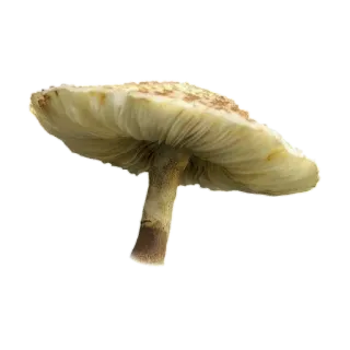 🍄 버섯, 자연, 독버섯 telegram sticker