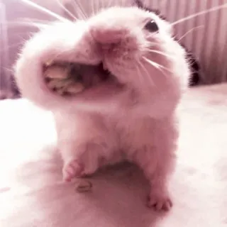 🤏 hamster, animal, cute, pet, rodent telegram sticker