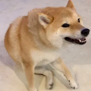 😄 dog, shiba inu, cute, pet, animal telegram sticker