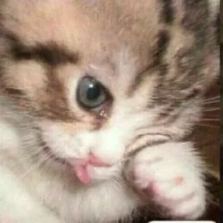 ‼️ Katze, Kätzchen, süß, Tier, Haustier telegram sticker