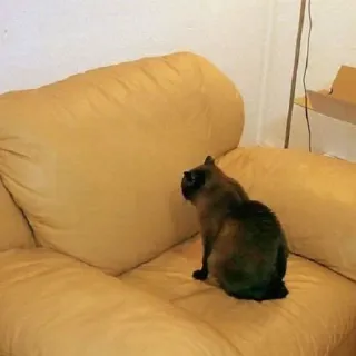 😔 cat, animal, furniture, couch, pet, domestic animal telegram sticker