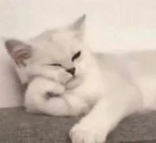 😾 кот, милый, животное, питомец, котенок, белый кот whatsapp sticker