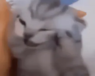 😭 猫, 動物, かわいい whatsapp sticker