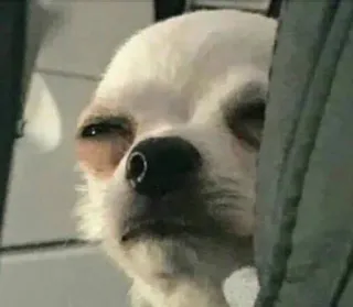 😯 Chihuahua telegram sticker