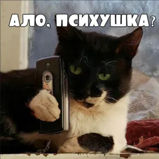 😶 АЛО, ПСИХУШКА? gatto, telefono, animale, meme, divertente, russo telegram sticker