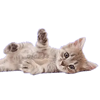 🤪 chat, chaton, mignon, animal, animal de compagnie, adorable whatsapp sticker