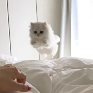 🥰 котенок, кот, белый кот, прыгающий кот, милый, домашнее животное, животное telegram sticker