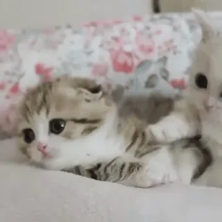 💞 猫, 小猫, 可爱, 动物, 宠物, 家畜 telegram sticker