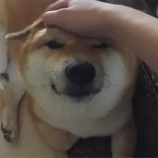🏷 chó, shiba inu, thú cưng, động vật, dễ thương, vui vẻ, vuốt ve chó telegram sticker
