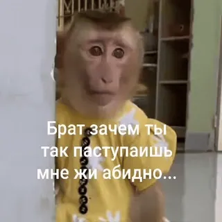 🐵 Брат зачем ты так паступаишь мне жи абидно... mono, triste, lindo, animal whatsapp sticker