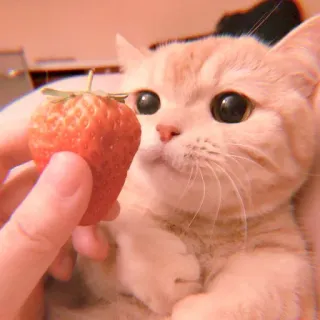 🥓 кот, клубника, животное, милый, питомец, котенок telegram sticker