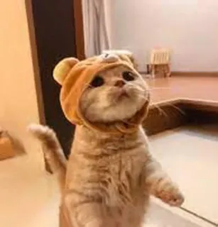 🤔 chat, chaton, animal de compagnie, animal, mignon, capuche ours telegram sticker